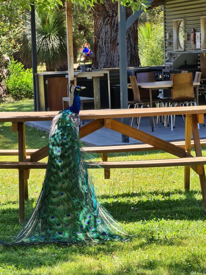 Halls Haven Holiday Units Halls Gap Bagian luar foto