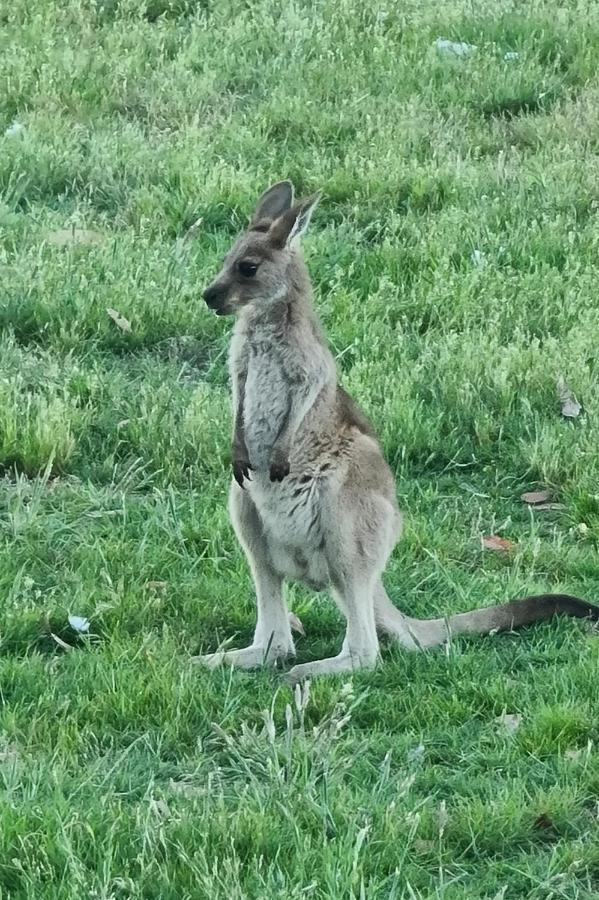 Halls Haven Holiday Units Halls Gap Bagian luar foto