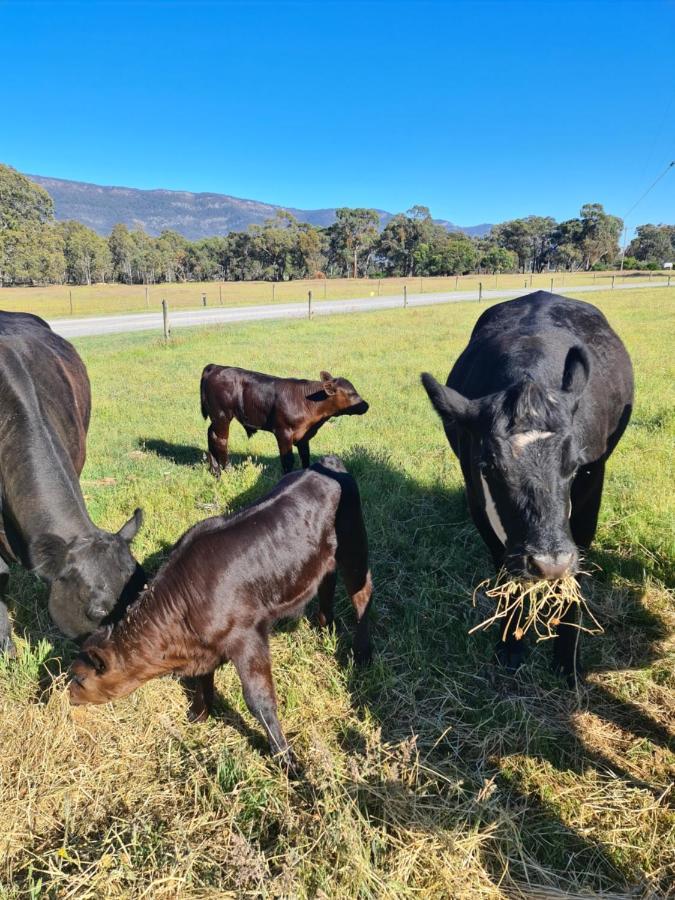 Halls Haven Holiday Units Halls Gap Bagian luar foto