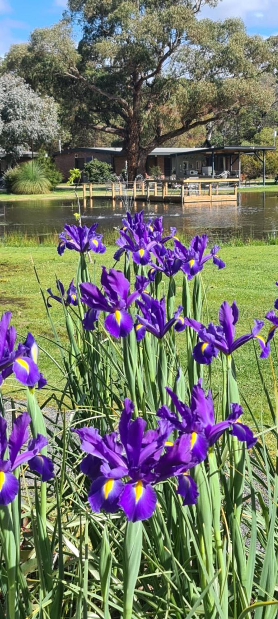 Halls Haven Holiday Units Halls Gap Bagian luar foto
