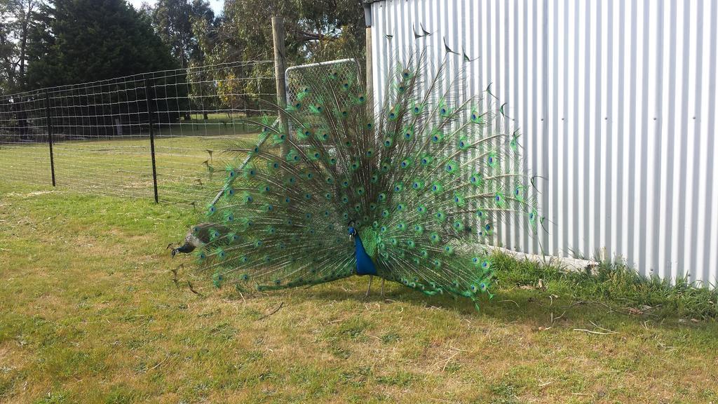 Halls Haven Holiday Units Halls Gap Bagian luar foto